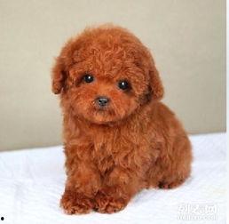 泰迪在线视频观看,欢乐瞬间，温馨陪伴