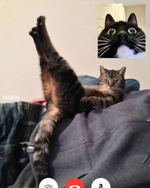 猫咪看在线视频,揭秘在线视频中的趣味瞬间