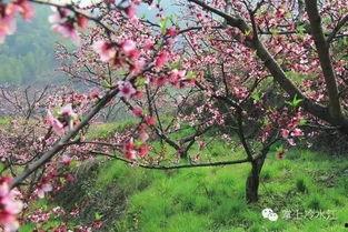 桃花堂在线视频,探寻古典美学的魅力之旅