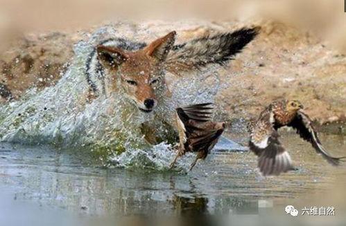 飞鸟捕获在线视频